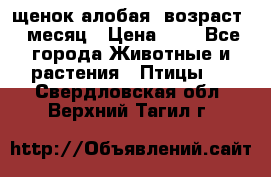 щенок алобая .возраст 1 месяц › Цена ­ 7 - Все города Животные и растения » Птицы   . Свердловская обл.,Верхний Тагил г.